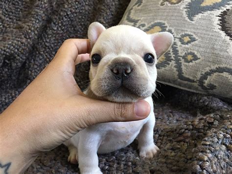 french bulldog puppies louisiana|vixbull french bulldogs.